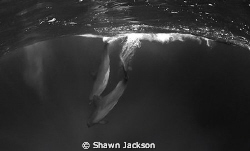 Bottlenose dolphin. by Shawn Jackson 